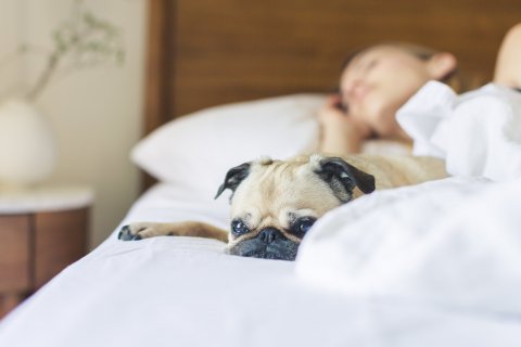 pug and person sleeping on a bed