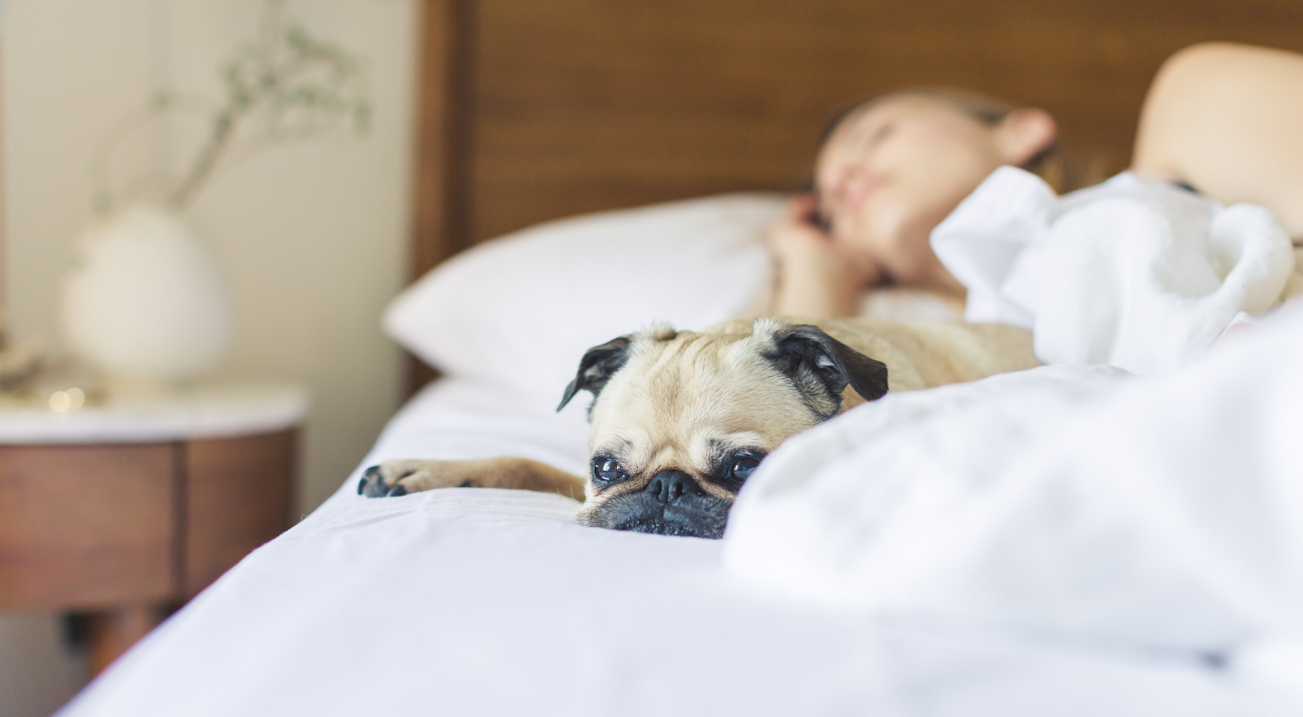 pug and person sleeping on a bed